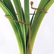 Load image into Gallery viewer, BRECK&#39;S Deluxe Amaryllis Plant Support Stakes - Set of 3 - Ensure That Your Indoor Amaryllis Plants Remain Upright and Beautiful All Season Long.