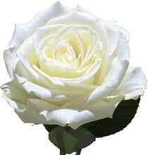 Load image into Gallery viewer, GlobalRose -100 White Roses - Fresh Cut Flower - Delivery Monday April 12