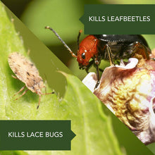 Load image into Gallery viewer, BioAdvanced 701100A 2-in-1 Systemic Rose &amp; Flower Care Fertilizer, Insect Killer, 5-Pound, Granules