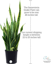 Load image into Gallery viewer, Costa Farms Plant