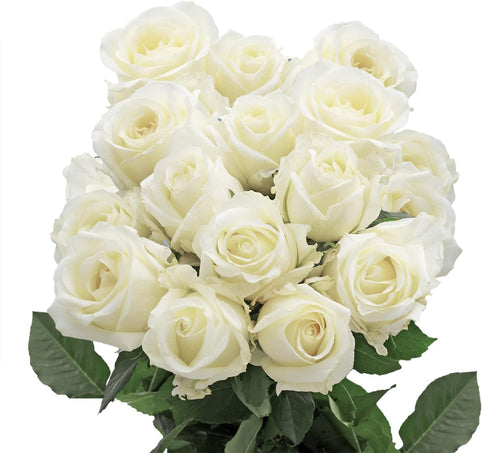 GlobalRose -100 White Roses - Fresh Cut Flower - Delivery Monday April 12
