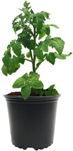 Load image into Gallery viewer, Viagrow Plastic Nursery Trade Pots