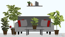 Load image into Gallery viewer, Costa Farms Live Ficus Lyrata, Fiddle-Leaf Fig, Indoor Tree