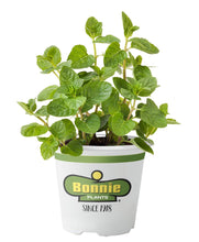 Load image into Gallery viewer, Bonnie Plants 5109 Spearmint, 1-Pack