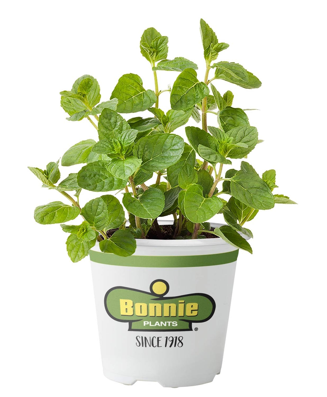 Bonnie Plants 5109 Spearmint, 1-Pack