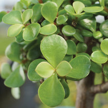 Load image into Gallery viewer, Brussel&#39;s Live Dwarf Jade Indoor Bonsai Tree