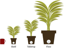 Load image into Gallery viewer, Costa Farms Silver Bay Aglaonema Chinese Evergreen in 9.25-Inch Grower Pot