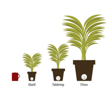 Load image into Gallery viewer, Costa Farms Areca Butterfly Palm Tree, Live Indoor Plant, 3 to 4-Feet Tall, Ships in Grow Pot, Fresh From Our Farm, Excellent Gift