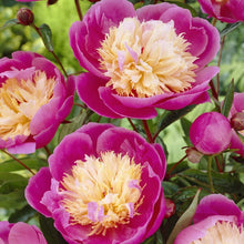 Load image into Gallery viewer, Van Zyverden Peonies - Bowl Of Beauty- Set of 3 Roots