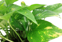 Load image into Gallery viewer, Delray Plants Costa Farms Ivy in Pot