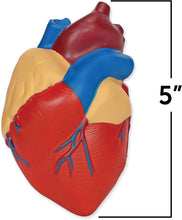 Load image into Gallery viewer, Learning Resources Cross-Section Human Heart Model, Large Foam Classroom Demonstration Model, 2Piece, Grades 2+, Ages 7+