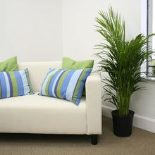 Load image into Gallery viewer, Costa Farms Areca Butterfly Palm Tree, Live Indoor Plant, 3 to 4-Feet Tall, Ships in Grow Pot, Fresh From Our Farm, Excellent Gift