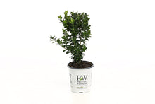 Load image into Gallery viewer, Proven Winners North Star Boxwood