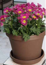 Load image into Gallery viewer, Bloem Terra Pot Planter - 14&quot;