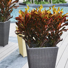 Load image into Gallery viewer, Costa Farms Croton Red Mammey Live Indoor Floor Plant in 8.75-Inch Grower Pot
