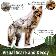 Load image into Gallery viewer, Bird-X Coyote Flat Decoy
