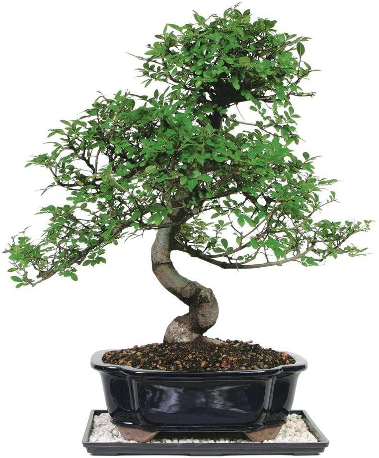 Brussel's Bonsai Korean Hornbeam Bonsai