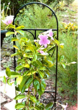 Load image into Gallery viewer, Vigoro 48 in. Metal Pot Trellis