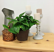 Load image into Gallery viewer, Delray Plants Costa Farms Ivy in Pot