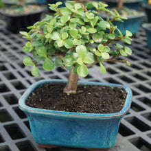 Load image into Gallery viewer, Brussel&#39;s Live Dwarf Jade Indoor Bonsai Tree