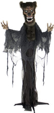 Load image into Gallery viewer, Haunted Hill Farm HHWOLF-2FLSA Life-Size Animatronic Werewolf, Indoor/Outdoor Halloween Decoration, Multi