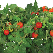 Load image into Gallery viewer, AeroGarden Red Heirloom Cherry Tomato Kit for Bounty Models