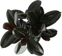 Load image into Gallery viewer, Costa Farms Ficus elastica Rubber Tree Live Indoor Plant