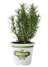 Load image into Gallery viewer, Bonnie Plants 5090 Rosemary 1-PACK 1-PACK