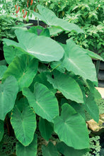 Load image into Gallery viewer, Van Zyverden Jumbo Elephant Ears - Set of 3 Bulbs, Summer Foliage