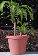 Load image into Gallery viewer, Bloem Terra Pot Planter - 14&quot;