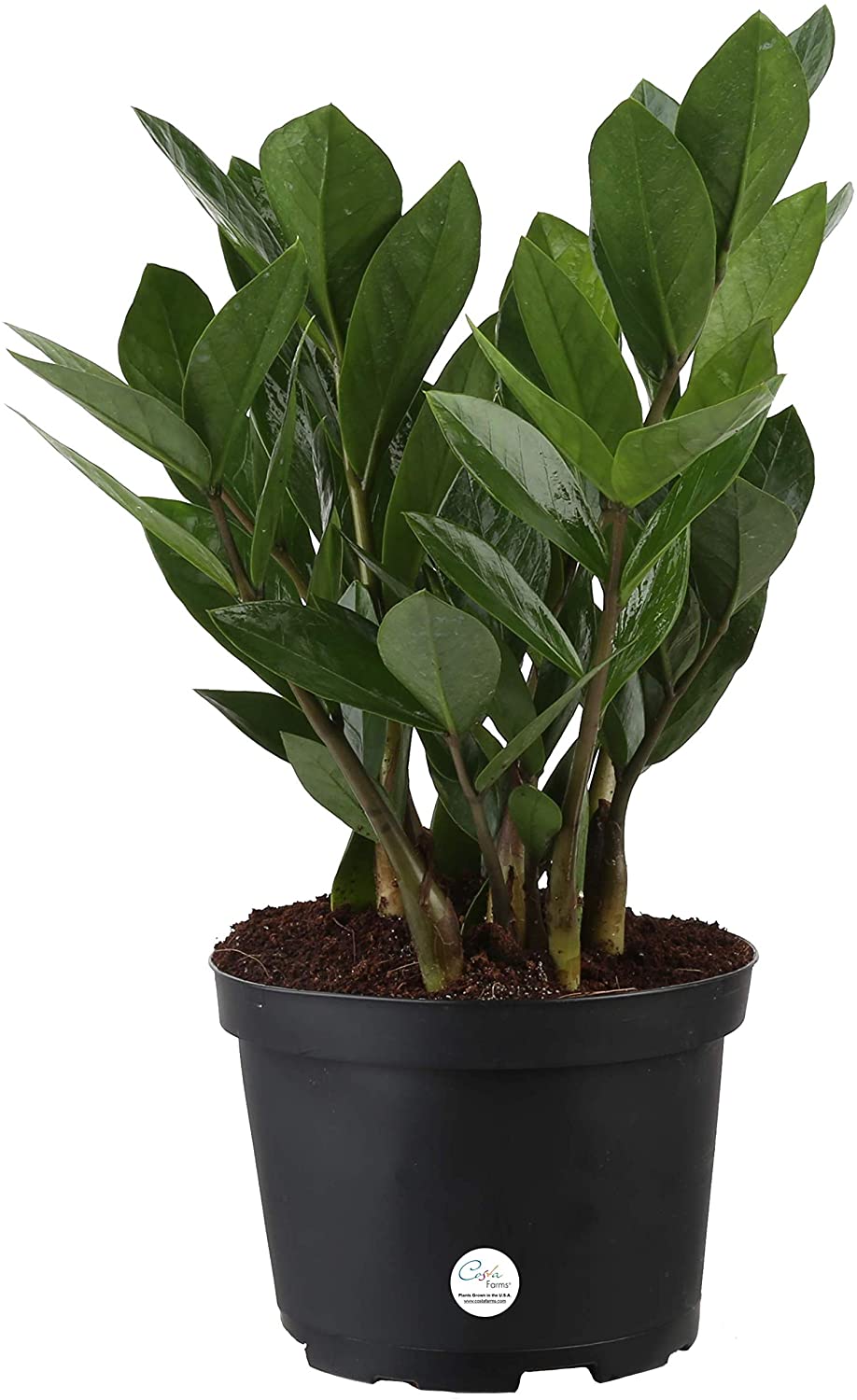 Costa Farms ZZ Zamioculcas Zamiifolia Live Indoor Plant