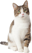 Load image into Gallery viewer, Purina Tidy Cats 4-in-1 Strength Clumping Multiple Cat Litter
