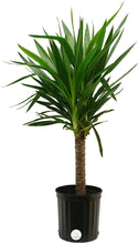 Load image into Gallery viewer, Costa Farms Yucca Cane Live Indoor Floor Plant in 8.75-Inch Grower Pot