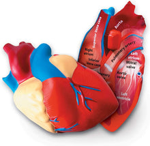 Load image into Gallery viewer, Learning Resources Cross-Section Human Heart Model, Large Foam Classroom Demonstration Model, 2Piece, Grades 2+, Ages 7+