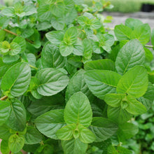 Load image into Gallery viewer, Bonnie Plants 5109 Spearmint, 1-Pack