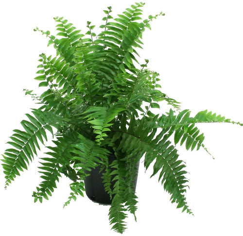 Costa Farms Macho Fern Live Indoor Floor Plant in 8.75-Inch Grower Pot
