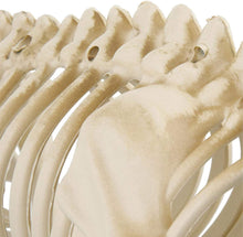 Load image into Gallery viewer, Home Accents Holiday 19 in. Animated Skeleton Dog