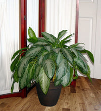 Load image into Gallery viewer, Costa Farms Silver Bay Aglaonema Chinese Evergreen in 9.25-Inch Grower Pot