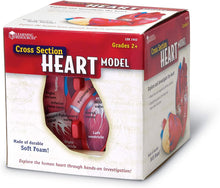 Load image into Gallery viewer, Learning Resources Cross-Section Human Heart Model, Large Foam Classroom Demonstration Model, 2Piece, Grades 2+, Ages 7+
