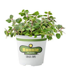 Load image into Gallery viewer, Bonnie Plants 5080 Greek Oregano Herb Plant