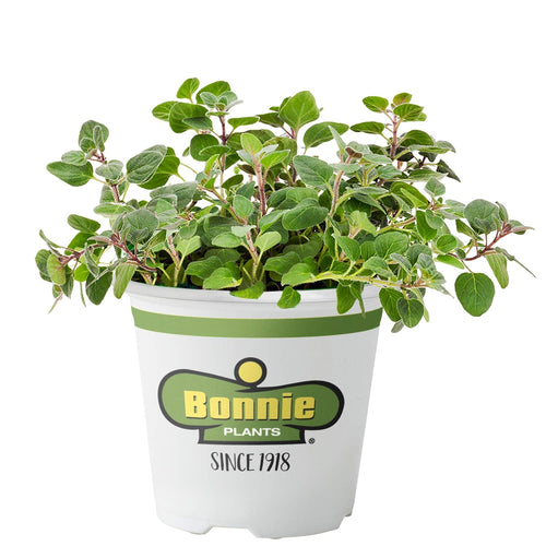 Bonnie Plants 5080 Greek Oregano Herb Plant