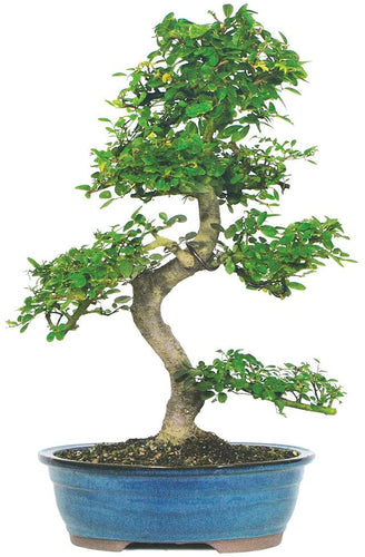 Brussel's Live Bamboo Indoor Bonsai Tree