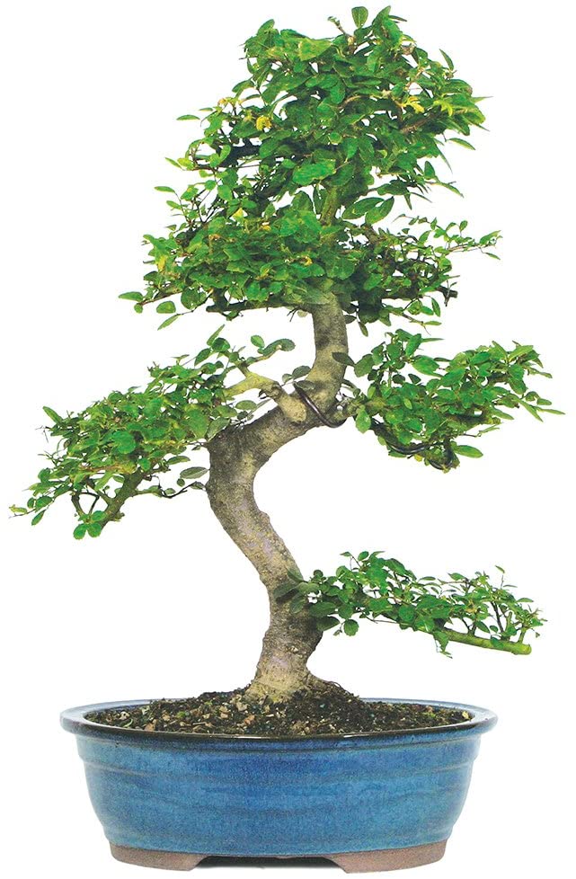 Brussel's Live Bamboo Indoor Bonsai Tree