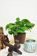 Load image into Gallery viewer, Delray Plants Costa Farms Ivy in Pot