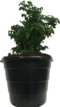 Load image into Gallery viewer, Viagrow Gallon Round Plastic Nursery Garden POTS