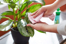Load image into Gallery viewer, Miracle-GRO VB02194, 8 oz, 2-Pack Leaf Shine, 1 Pack,