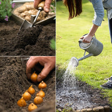Load image into Gallery viewer, Van Zyverden Jumbo Elephant Ears - Set of 3 Bulbs, Summer Foliage