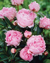 Load image into Gallery viewer, Van Zyverden Sarah Bernhardt Peonies Roots (Set of 5), Pink
