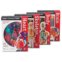 Load image into Gallery viewer, Learning Resources Anatomy Models Bundle Set
