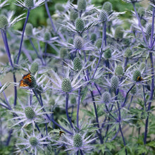 Load image into Gallery viewer, Van Zyverden Sea Holly Water Wise Pollinator Flower Bulbs